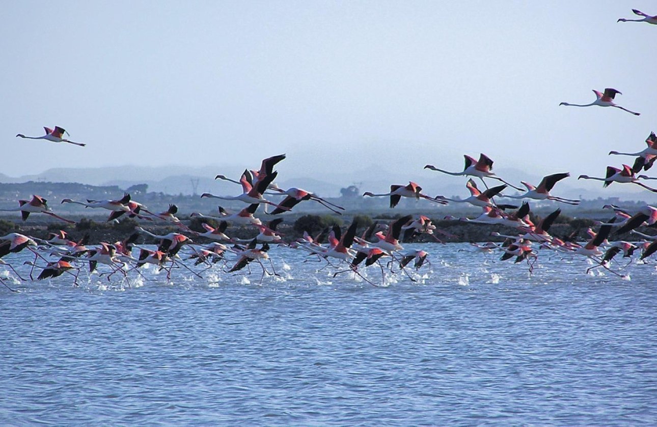 Használt ingatlanok - Apartman / lakás -
Santa Pola - Gran Alacant