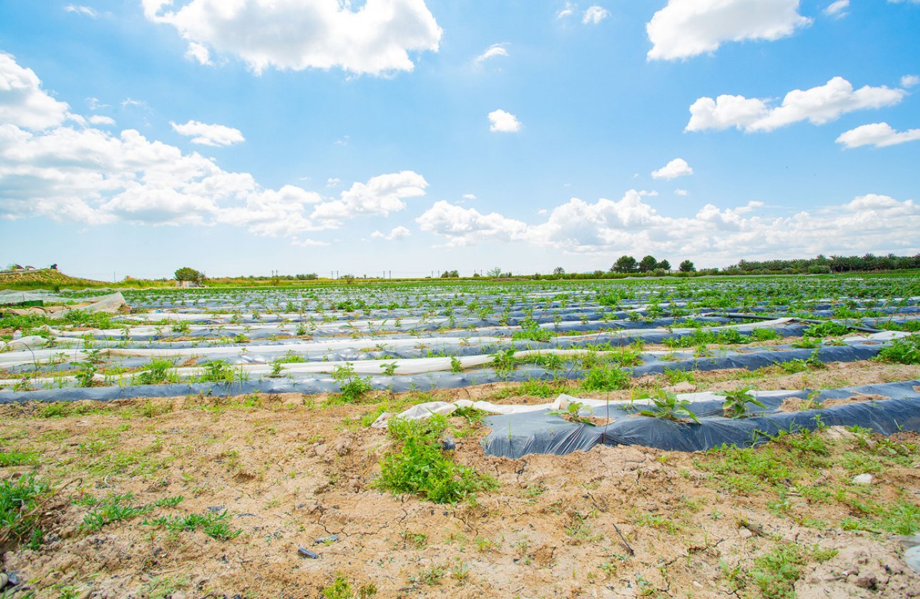Használt ingatlanok - country house -
San Isidro - San Isidro Centro