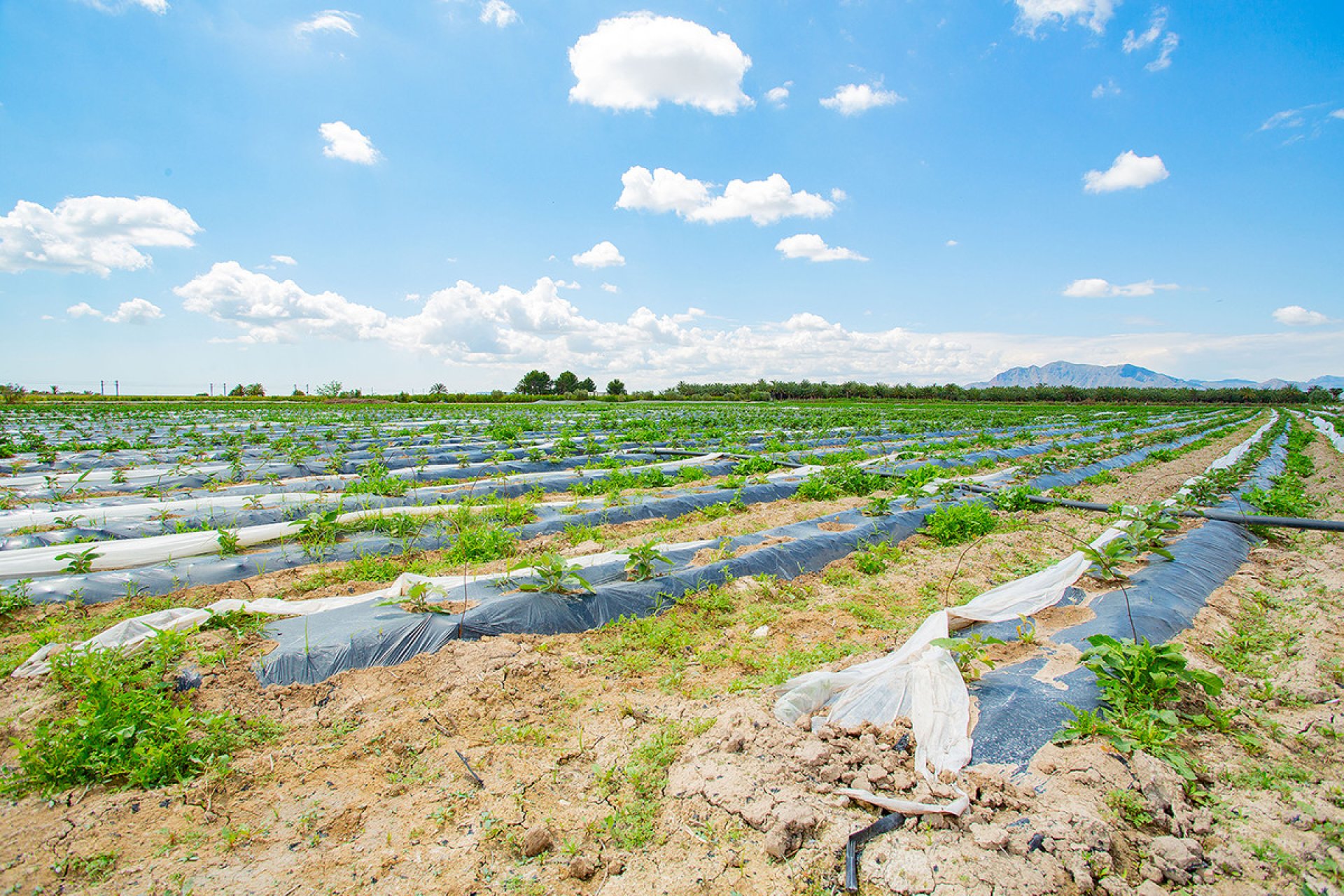 Használt ingatlanok - country house -
San Isidro - San Isidro Centro