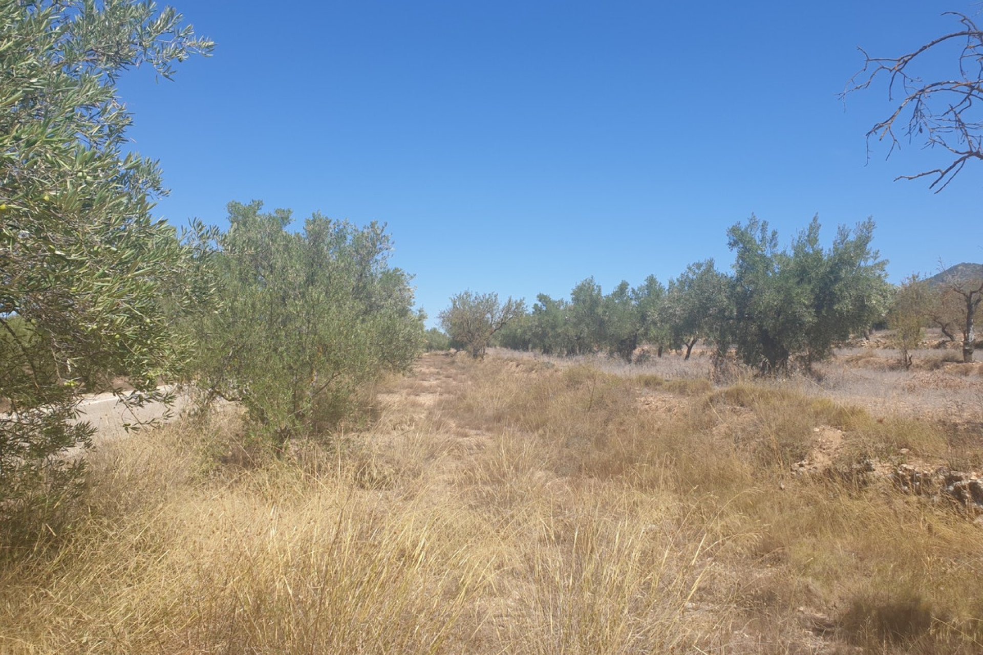 Használt ingatlanok - land -
Biar - Biar Centro