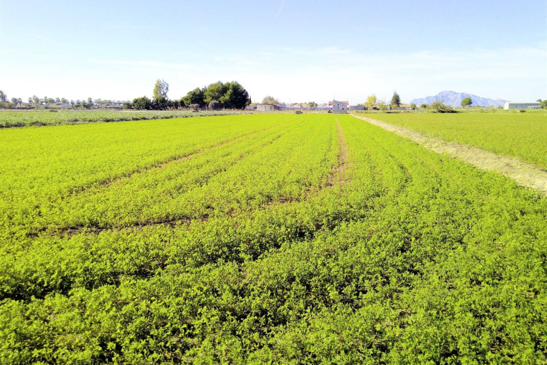 Használt ingatlanok - land -
Dolores - Dolores Centro