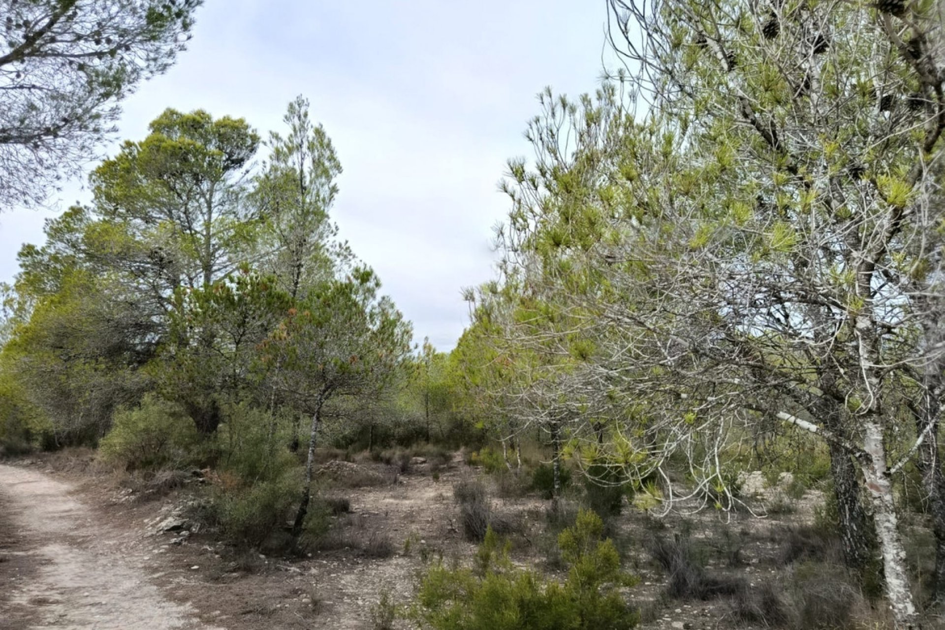 Használt ingatlanok - land -
Monóvar - Monòver - Monóvar - Monòver Centro