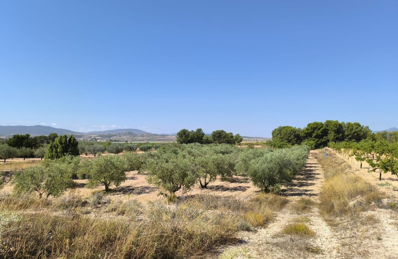 Használt ingatlanok - land -
Monóvar - Monòver - Monóvar - Monòver Centro