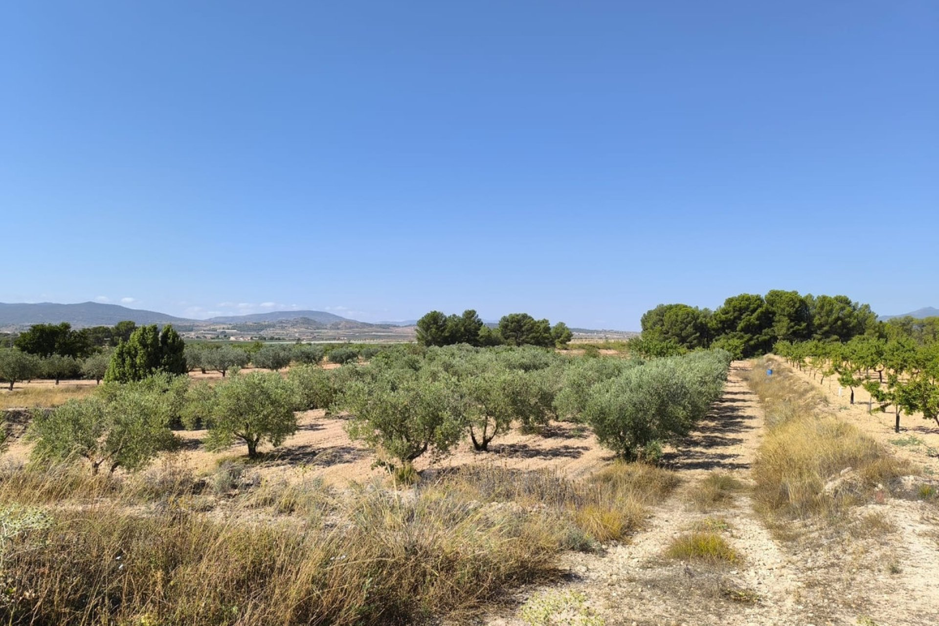 Használt ingatlanok - land -
Monóvar - Monòver - Monóvar - Monòver Centro