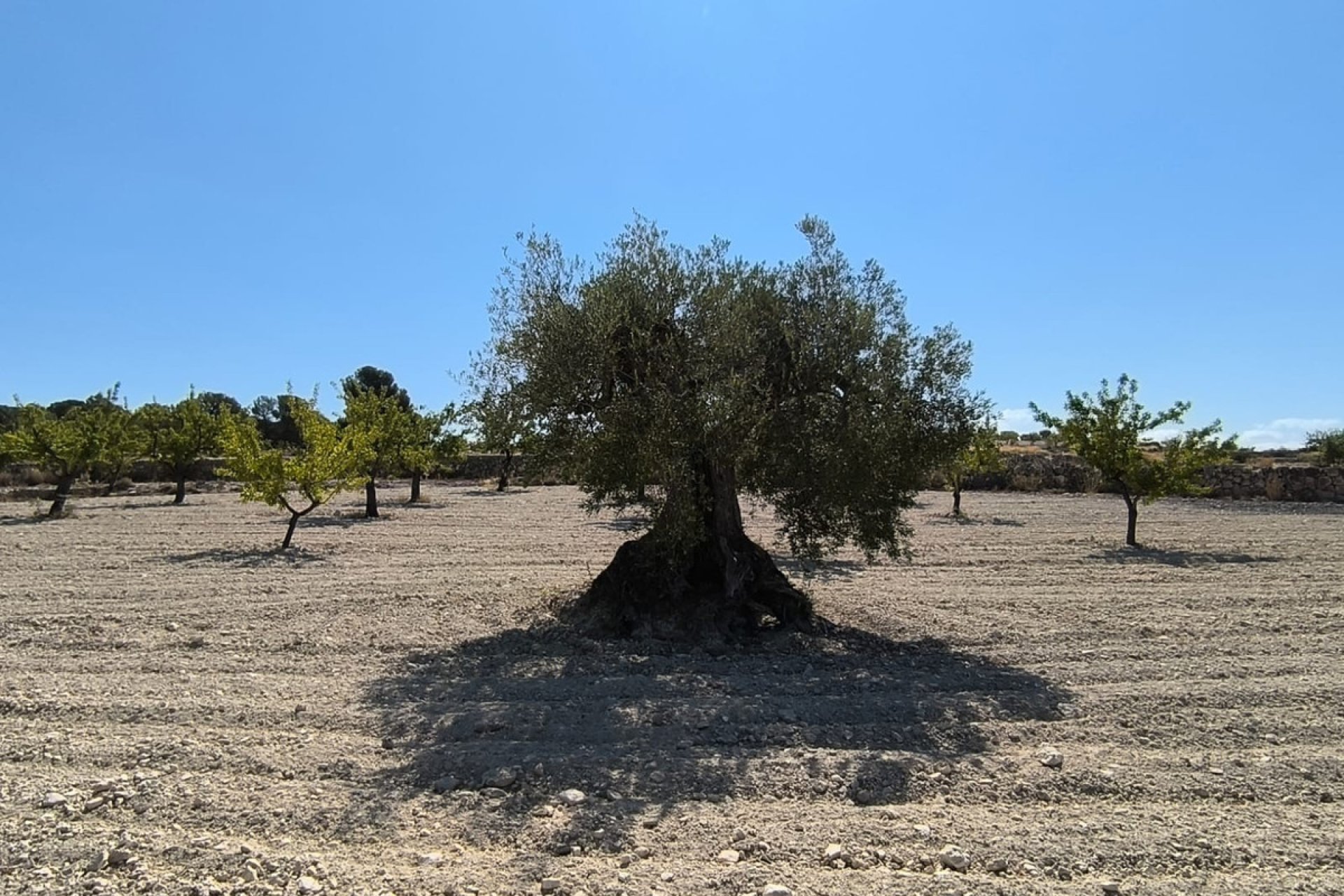 Használt ingatlanok - land -
Monóvar - Monòver - Monóvar - Monòver Centro