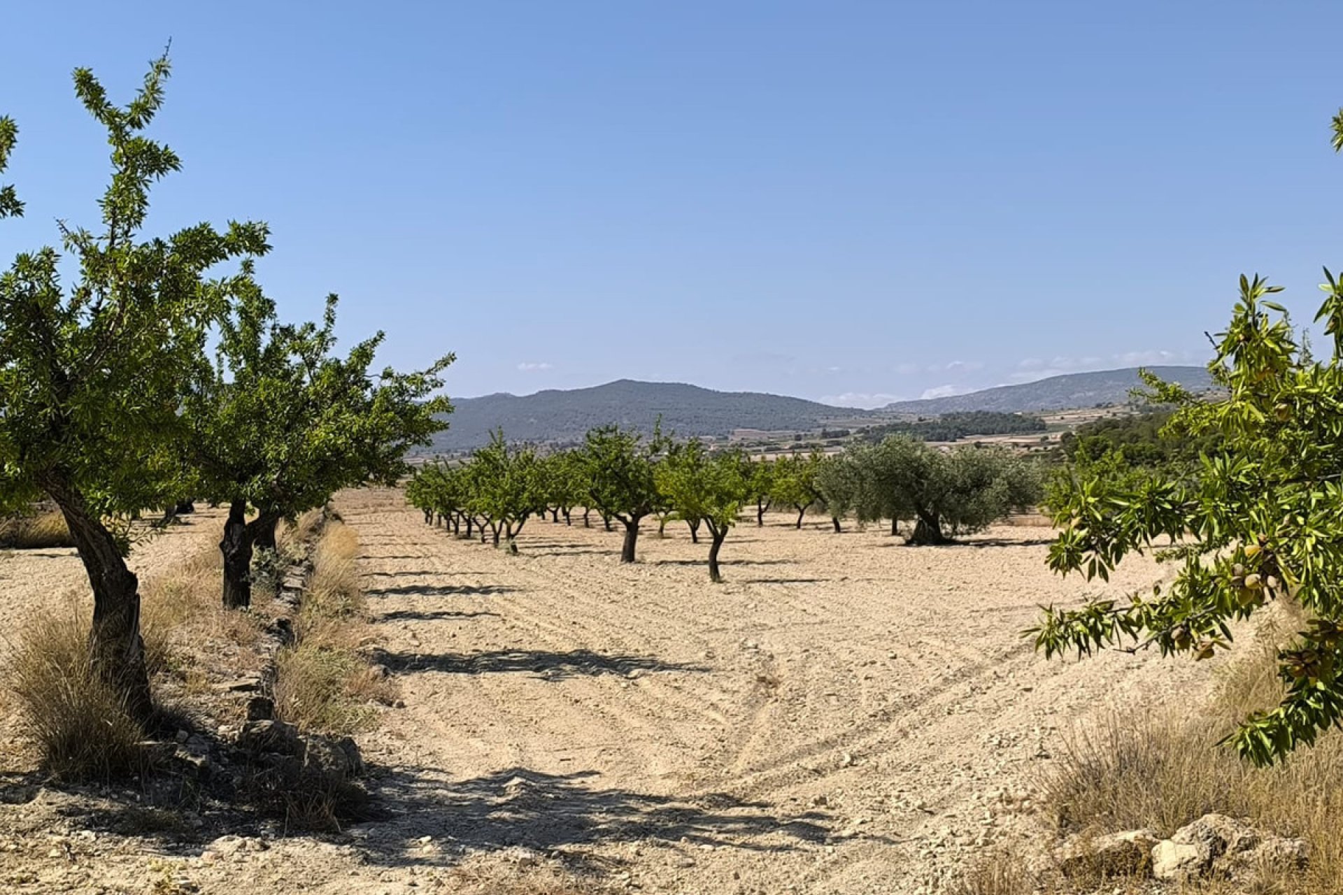 Használt ingatlanok - land -
Monóvar - Monòver - Monóvar - Monòver Centro