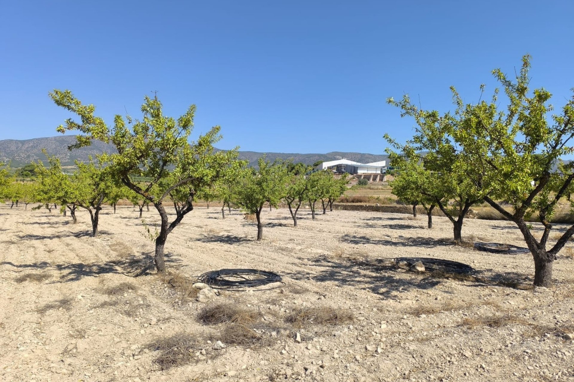 Használt ingatlanok - land -
Monóvar - Monòver - Monóvar - Monòver Centro