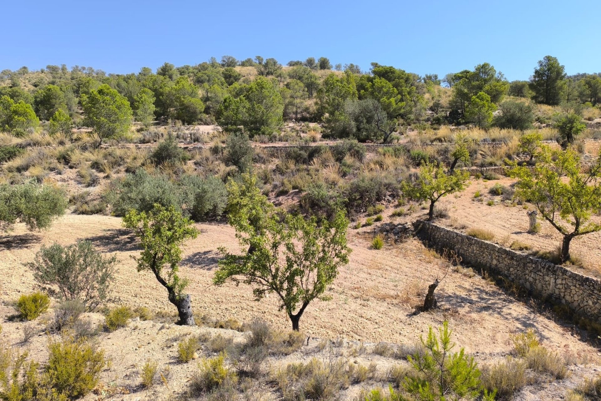 Használt ingatlanok - land -
Monóvar - Monòver - Monóvar - Monòver Centro