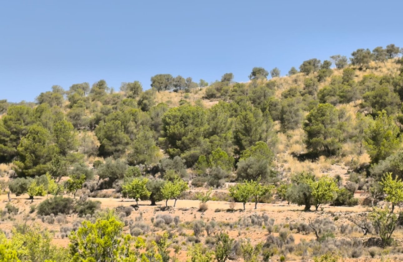 Használt ingatlanok - land -
Monóvar - Monòver - Monóvar - Monòver Centro