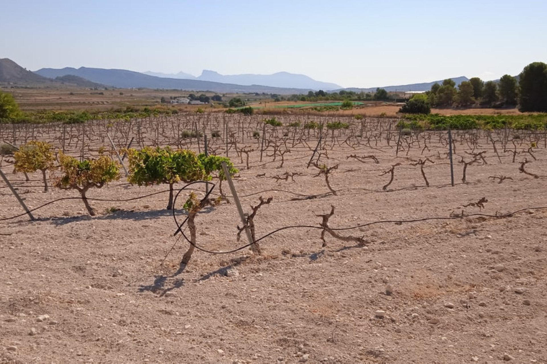 Használt ingatlanok - land -
Pinoso - Pinoso Centro