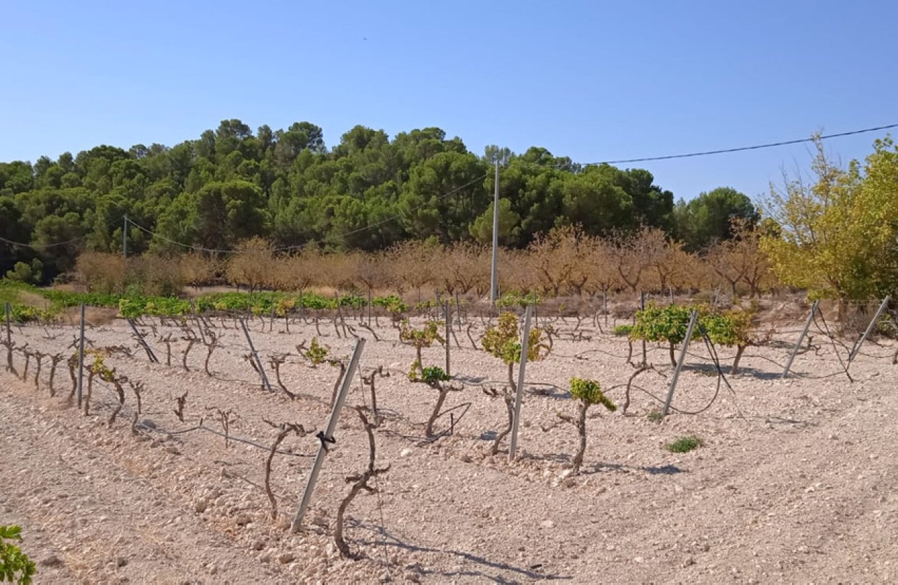 Használt ingatlanok - land -
Pinoso - Pinoso Centro