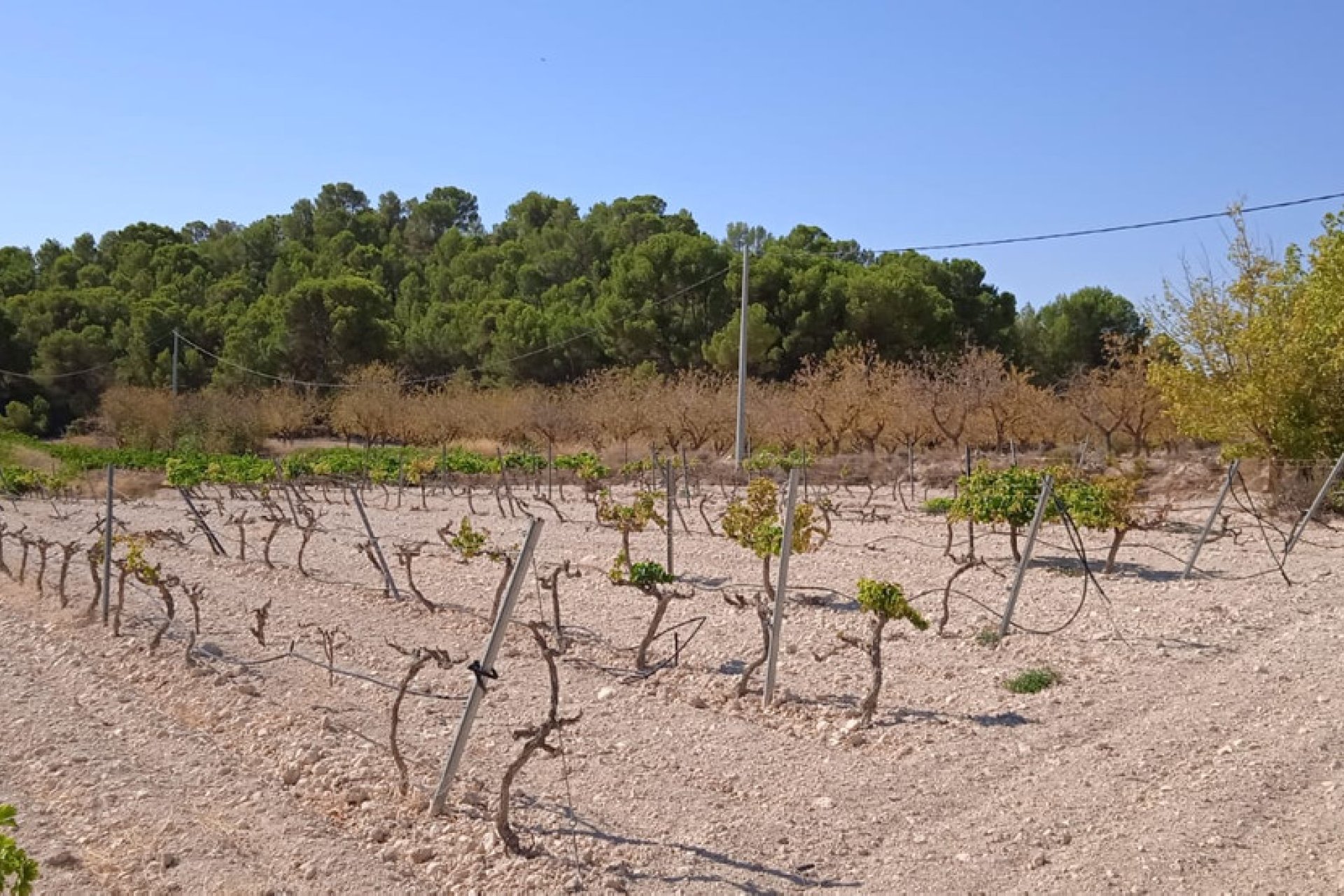 Használt ingatlanok - land -
Pinoso - Pinoso Centro