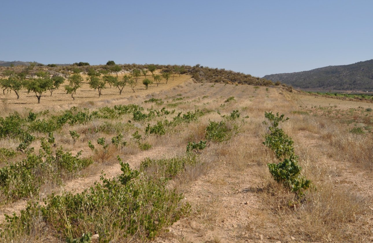 Használt ingatlanok - land -
Pinoso - Pinoso Centro