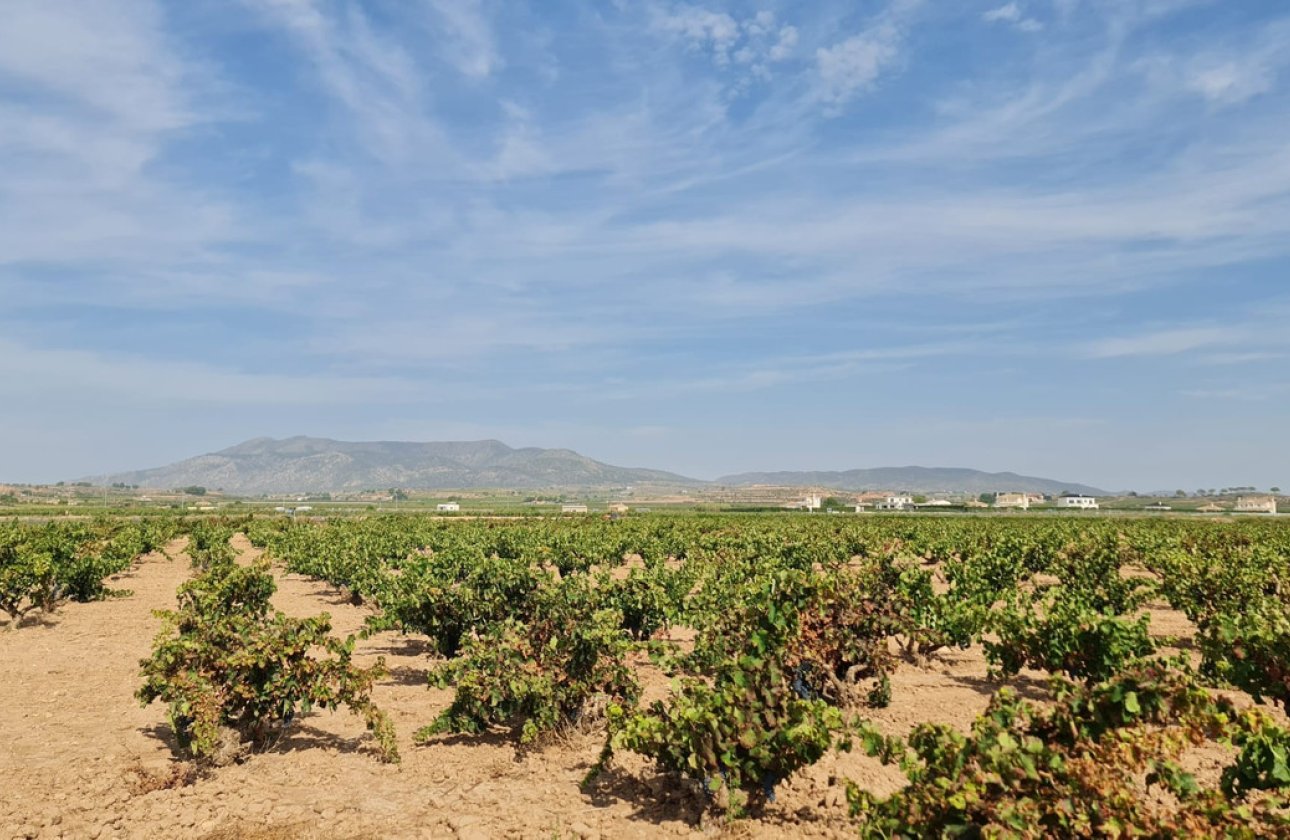 Használt ingatlanok - land -
Pinoso - Pinoso Centro