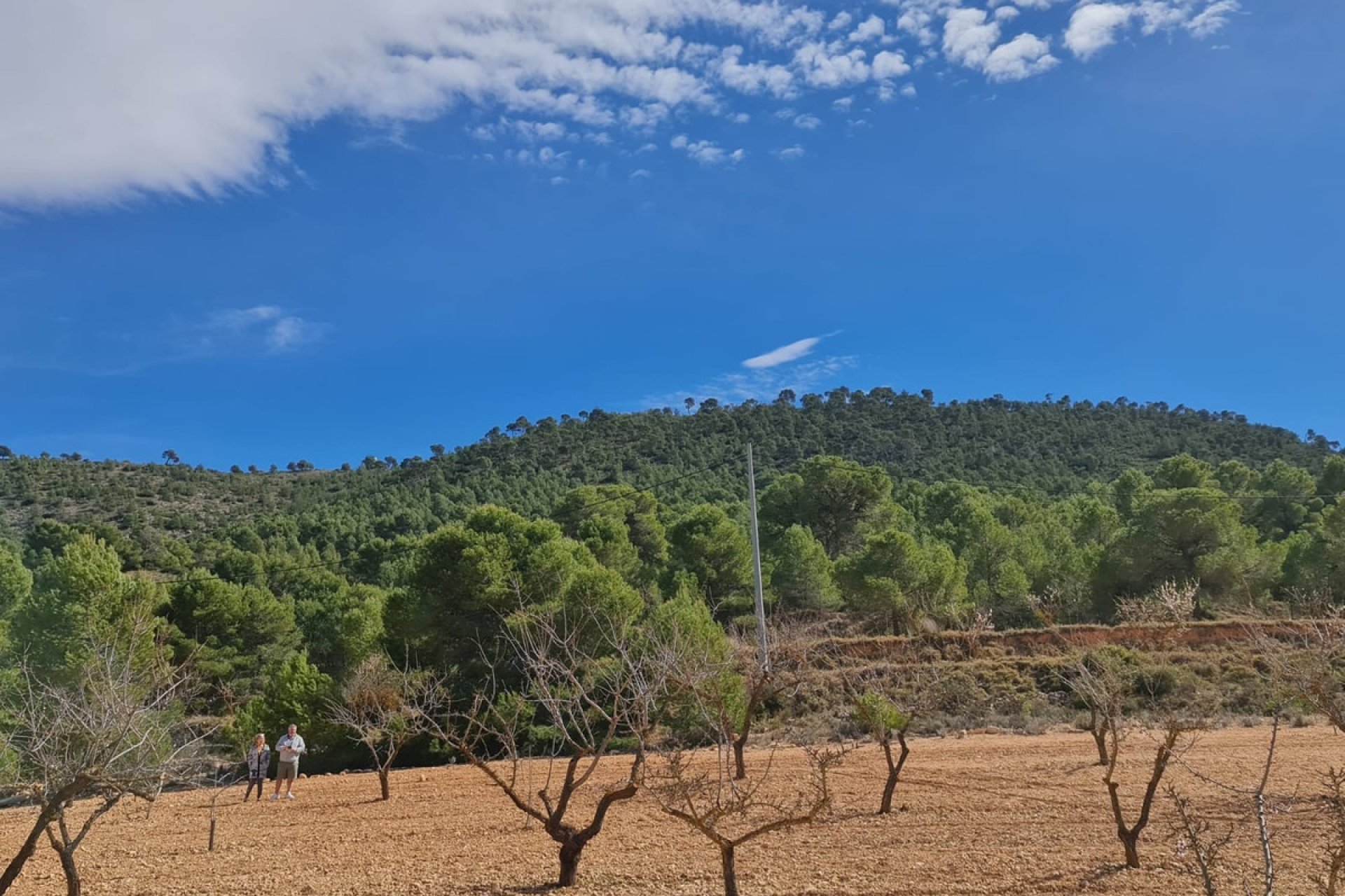 Használt ingatlanok - land -
Pinoso - Pinoso Centro