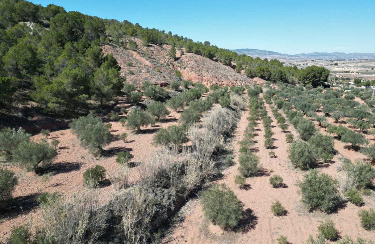 Használt ingatlanok - land -
Pinoso - Pinoso Centro