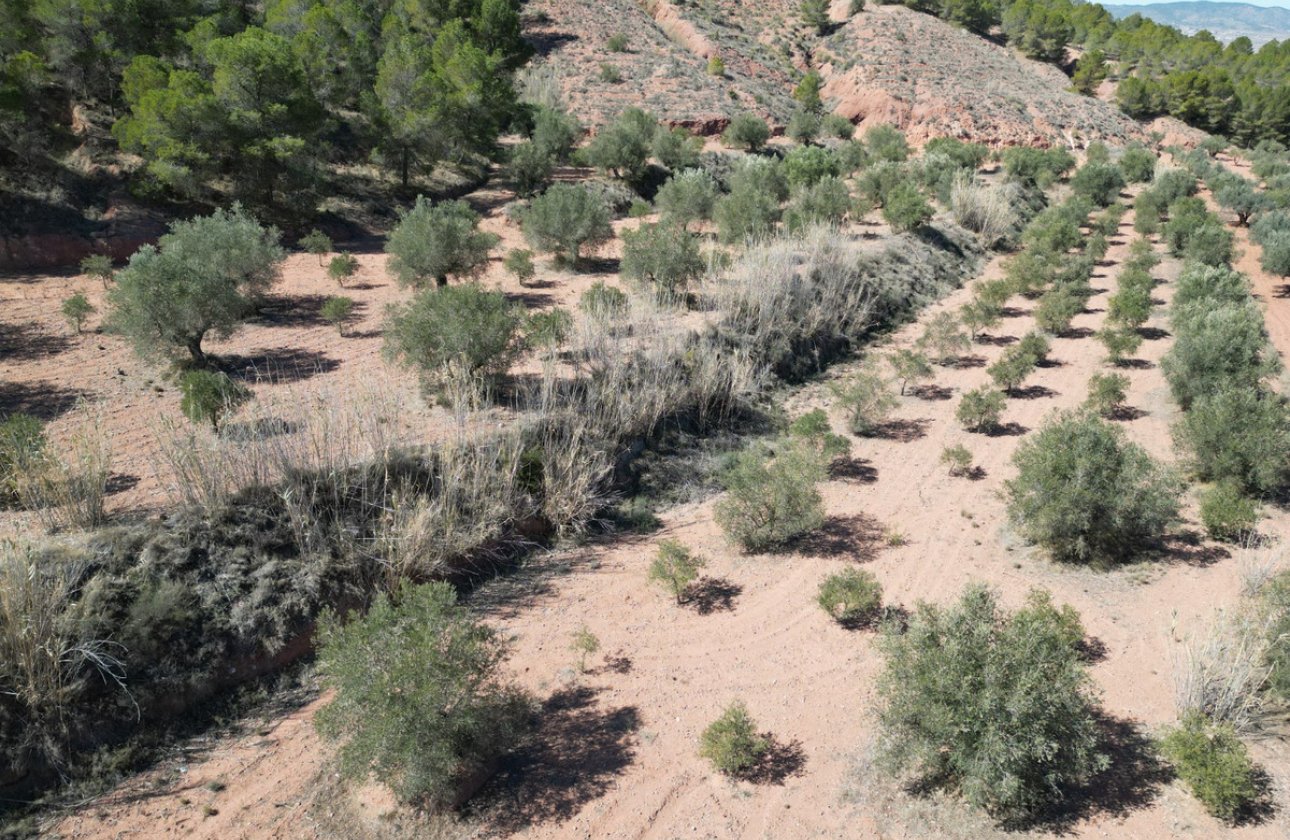 Használt ingatlanok - land -
Pinoso - Pinoso Centro
