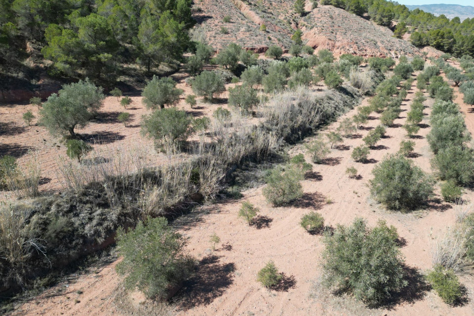 Használt ingatlanok - land -
Pinoso - Pinoso Centro