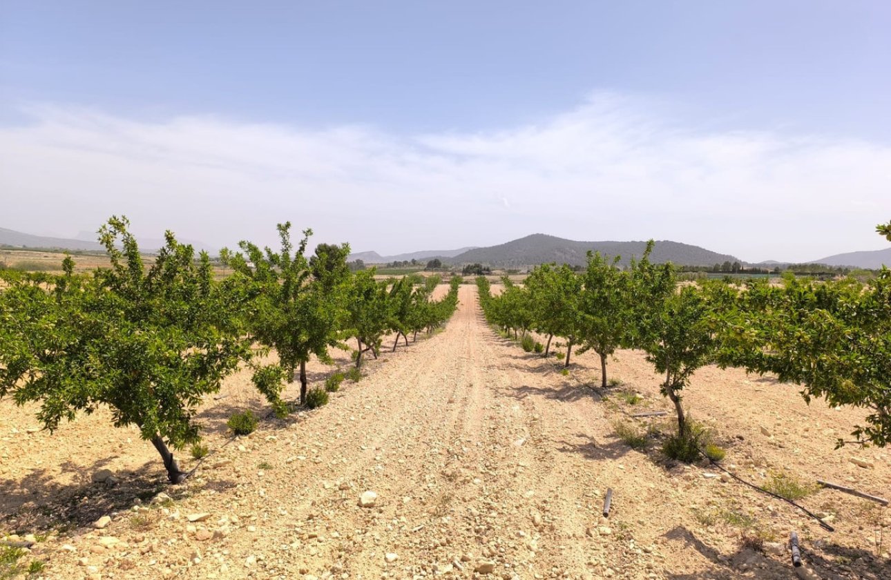 Használt ingatlanok - land -
Pinoso - Pinoso Centro