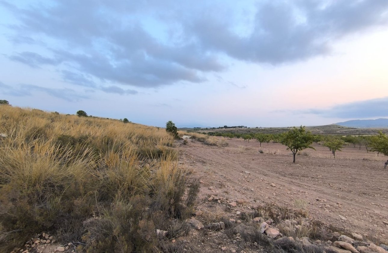 Használt ingatlanok - land -
Pinoso - Pinoso Centro