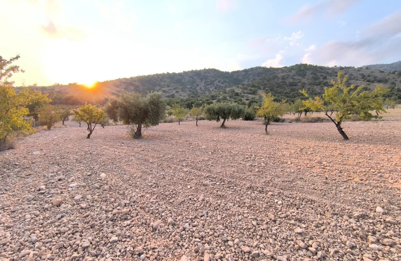 Használt ingatlanok - land -
Pinoso - Pinoso Centro