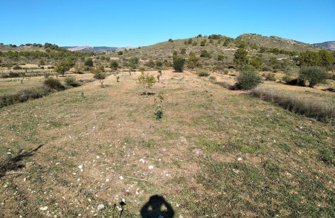 Használt ingatlanok - land -
Relleu - Relleu Centro