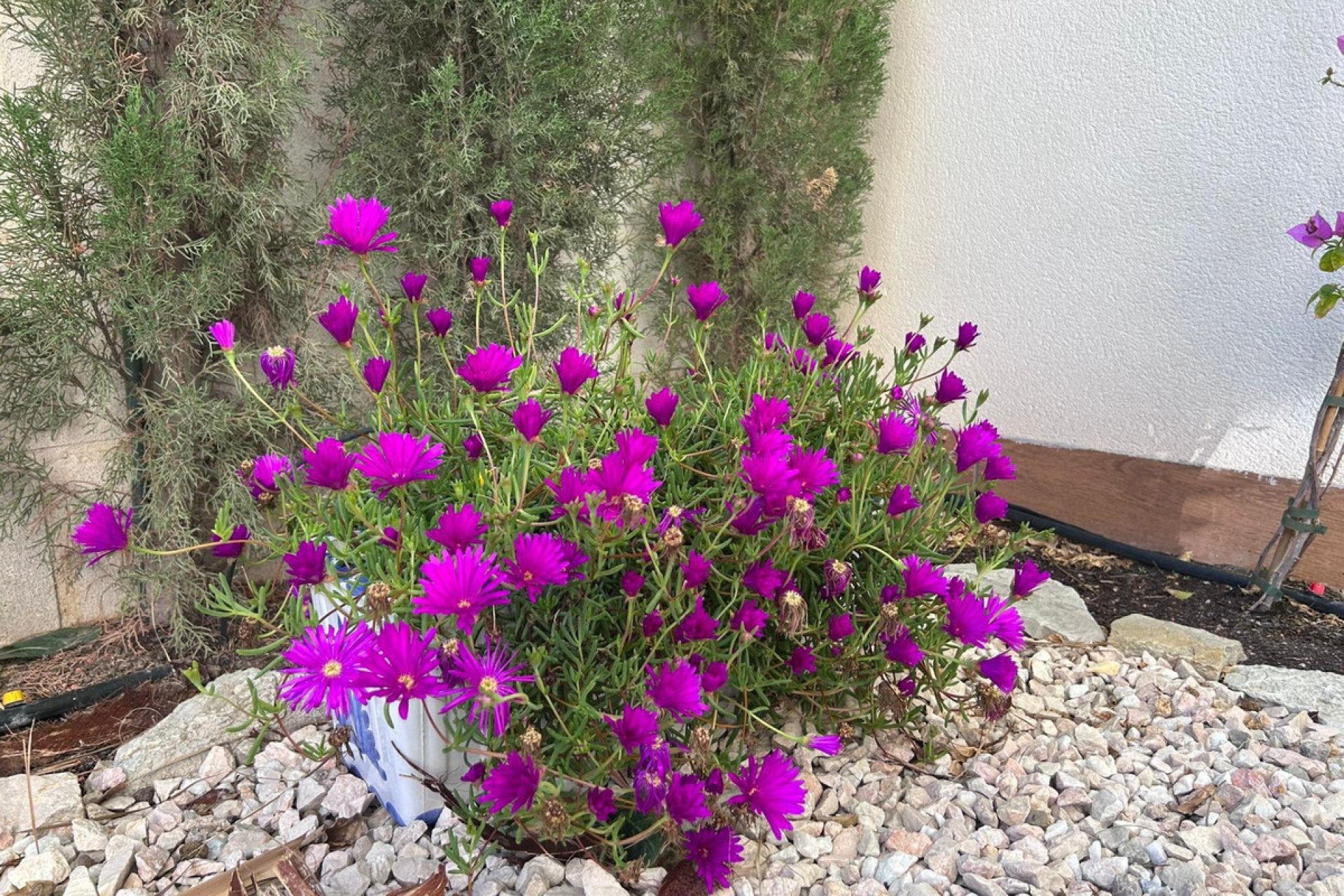 Használt ingatlanok - Villa -
Alicante - Alicante Centro