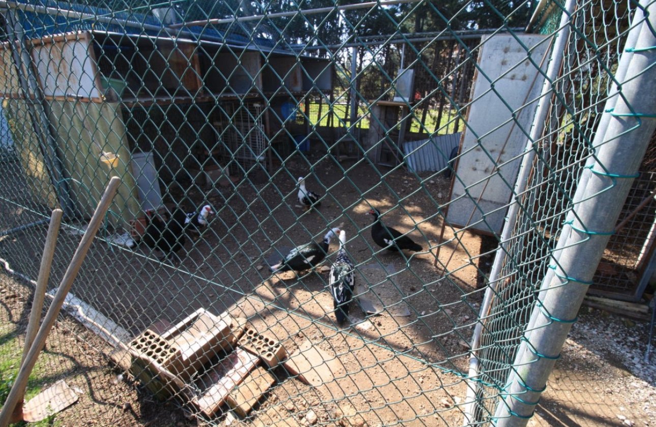 Használt ingatlanok - Villa -
Orihuela - Orihuela Costa