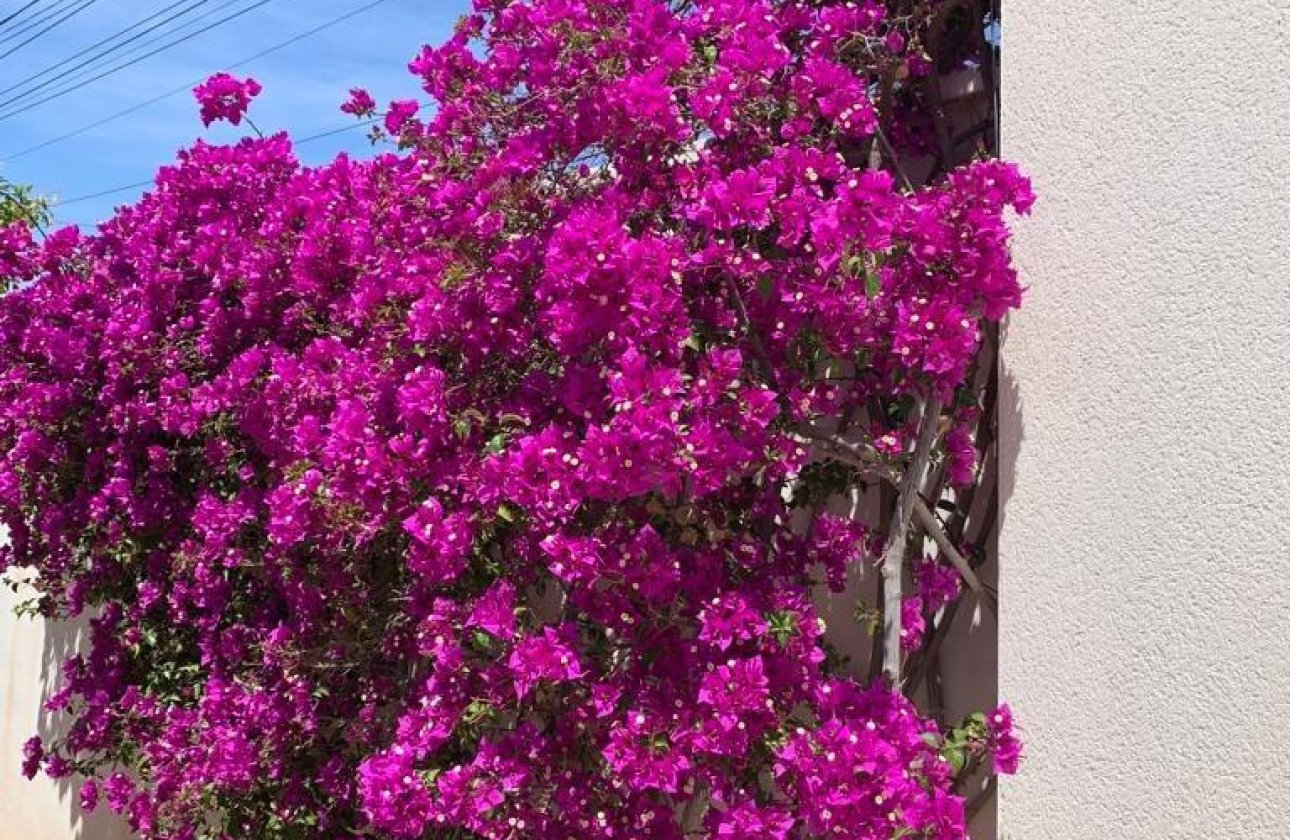 Használt ingatlanok - Villa -
Rojales - Ciudad Quesada