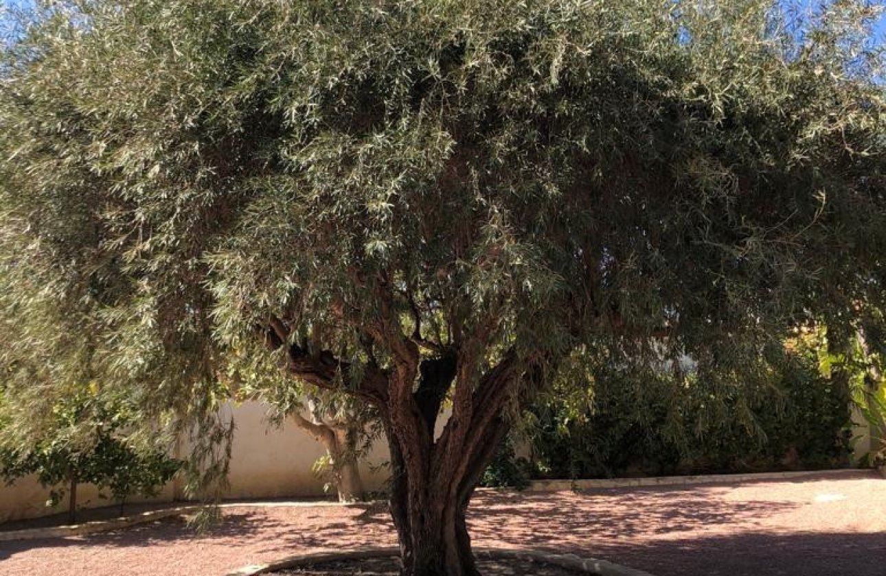 Használt ingatlanok - Villa -
Rojales - Ciudad Quesada