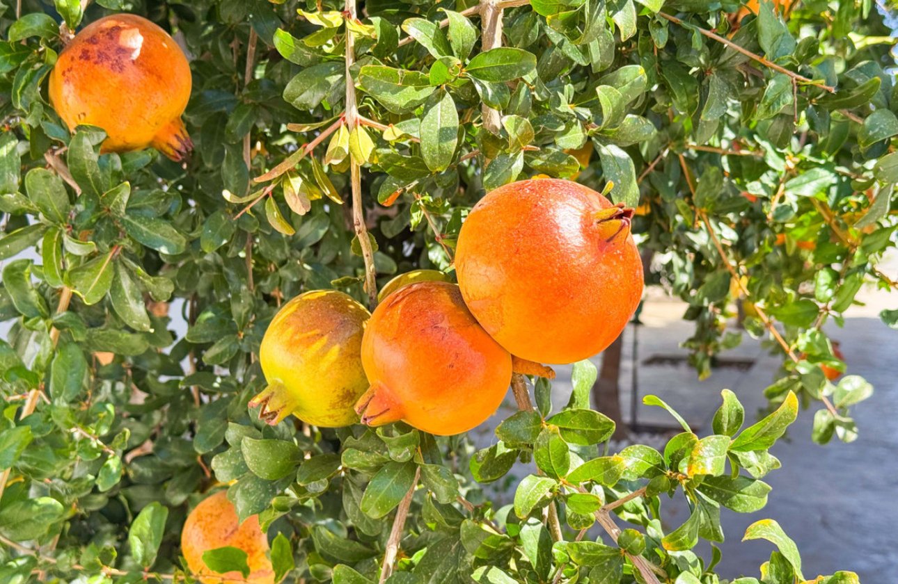 Használt ingatlanok - Villa -
San Fulgencio - San Fulgencio Centro