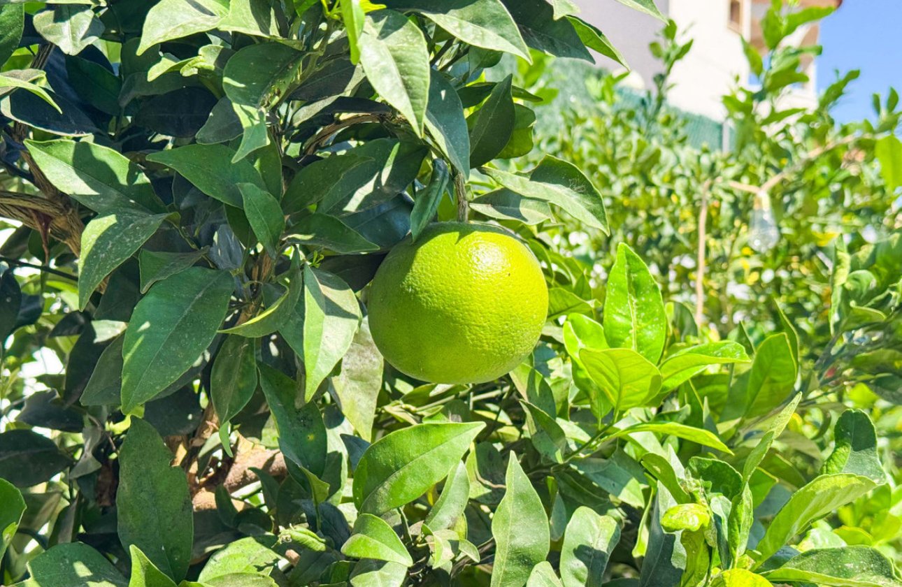 Használt ingatlanok - Villa -
San Fulgencio - San Fulgencio Centro