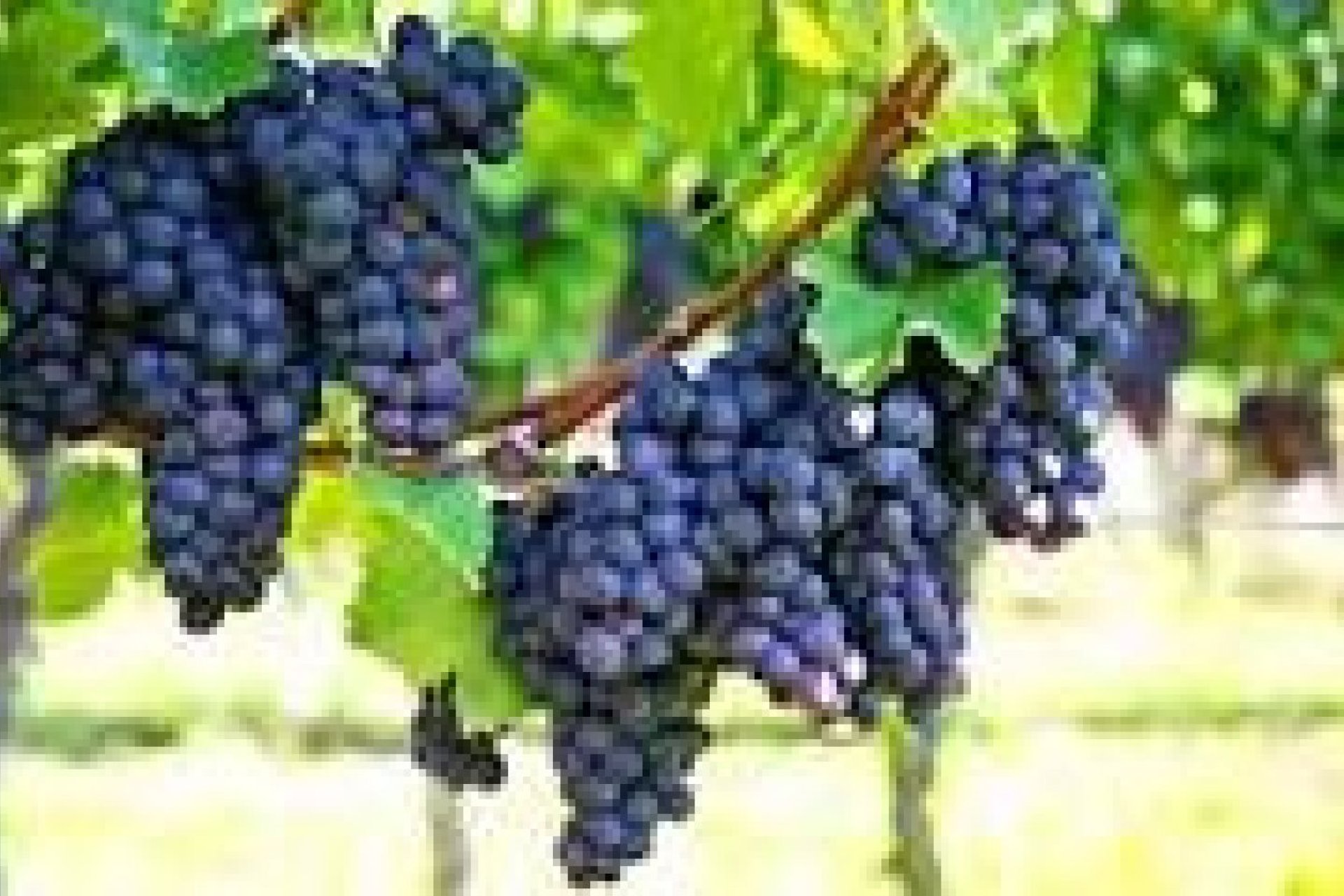 Használt ingatlanok - wine cellar -
Bullas - La Copa