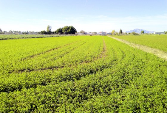 land - Használt ingatlanok - Dolores - Dolores Centro