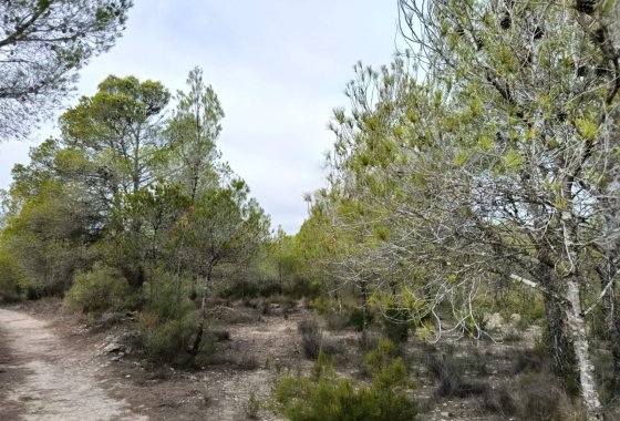 land - Használt ingatlanok - Monóvar - Monòver - Monóvar - Monòver Centro