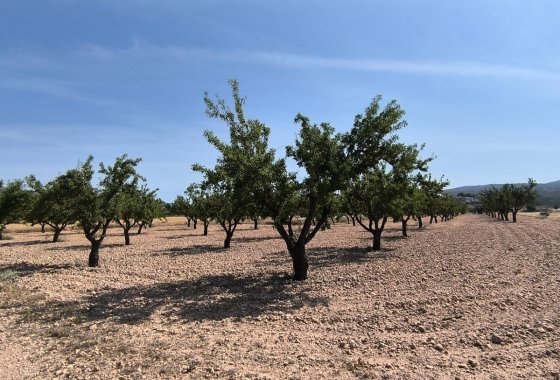 land - Használt ingatlanok - Monóvar - Monòver - Monóvar - Monòver Centro