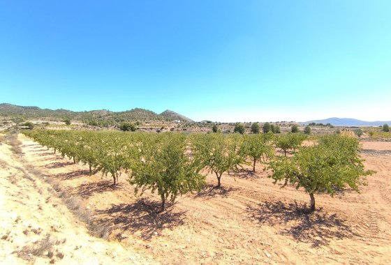 land - Használt ingatlanok - Monóvar - Monòver - Monóvar - Monòver Centro