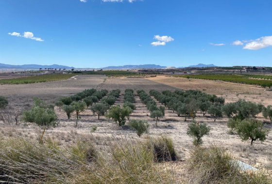 land - Használt ingatlanok - Pinoso - Pinoso Centro
