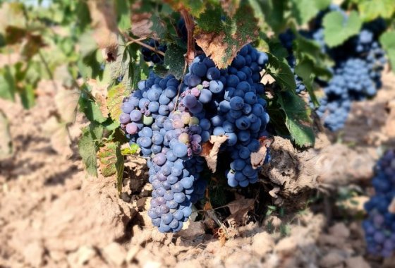 land - Használt ingatlanok - Pinoso - Pinoso Centro