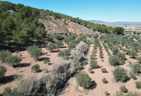 land - Használt ingatlanok - Pinoso - Pinoso Centro
