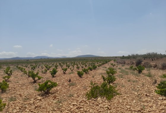 land - Használt ingatlanok - Pinoso - Pinoso Centro