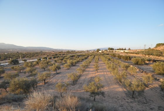 land - Használt ingatlanok - Pinoso - Pinoso Centro