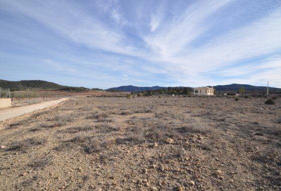 land - Használt ingatlanok - Pinoso -
                Pinoso Centro