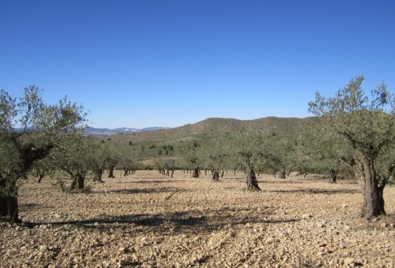 land - Használt ingatlanok - Villena - Villena Centro
