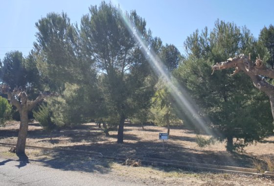 land - Resale - Beneixama - Benejama -
                Beneixama - Benejama Centro