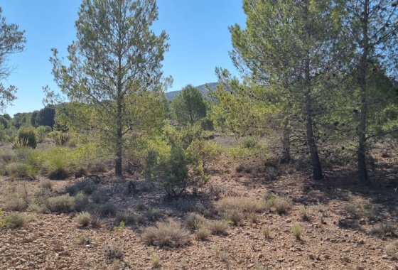 land - Resale - Monóvar - Monòver - Casas del Señor