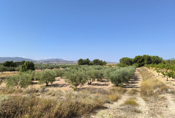 land - Resale - Monóvar - Monòver -
                Monóvar - Monòver Centro