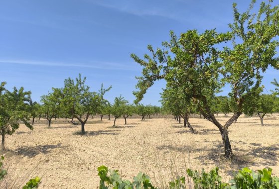 land - Resale - Monóvar - Monòver -
                Monóvar - Monòver Centro