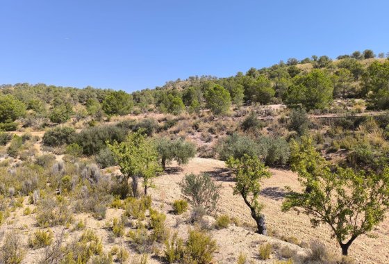 land - Resale - Monóvar - Monòver -
                Monóvar - Monòver Centro