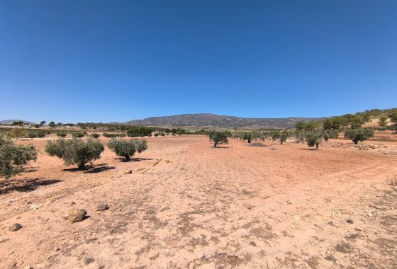 land - Resale - Monóvar - Monòver -
                Monóvar - Monòver Centro